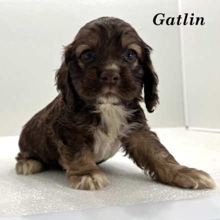 puppy, for, sale, Cocker Spaniel, Joe & Cherri  Overlease, dog, breeder, Miller, MO, dog-breeder, puppy-for-sale, forsale, nearby, find, puppyfind, locator, puppylocator, aca